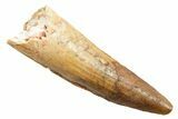 Fossil Spinosaurus Tooth - Feeding Worn Tip #362920-1